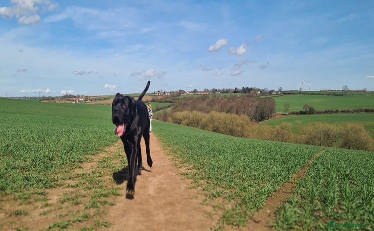 Cane Corso dogs - Advert 1