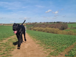Cane Corso dogs - Advert 2