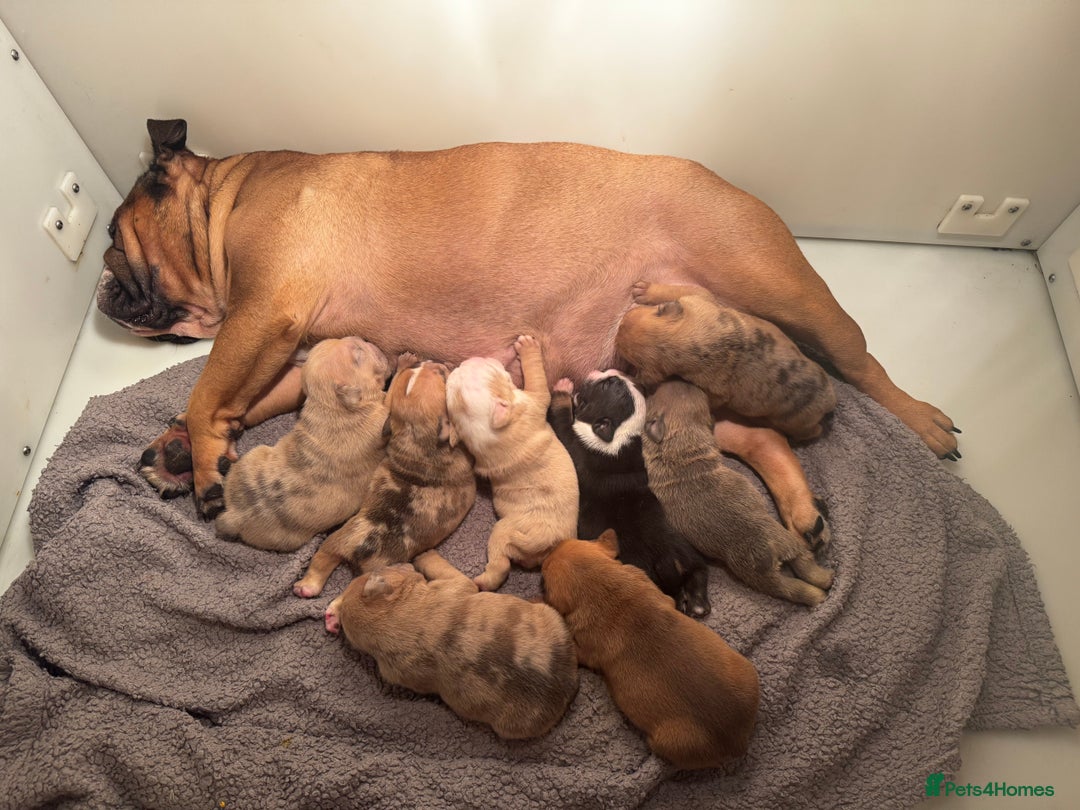 English Bulldog dogs for sale: Stunning litter of coloured Bulldogs home reared - Advert 8