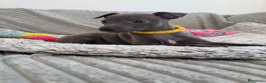 Italian Greyhound Puppy 💛