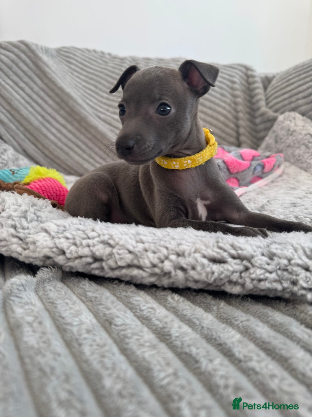 Italian Greyhound dogs for sale: KC registered blue Italian greyhounds for sale - Advert 13