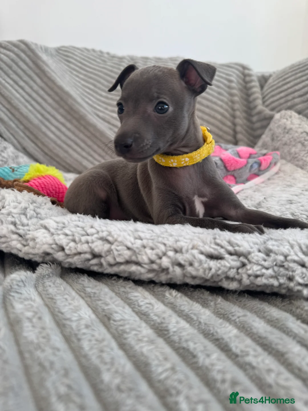 Italian Greyhound dogs for sale: KC registered blue Italian greyhounds for sale - Advert 13
