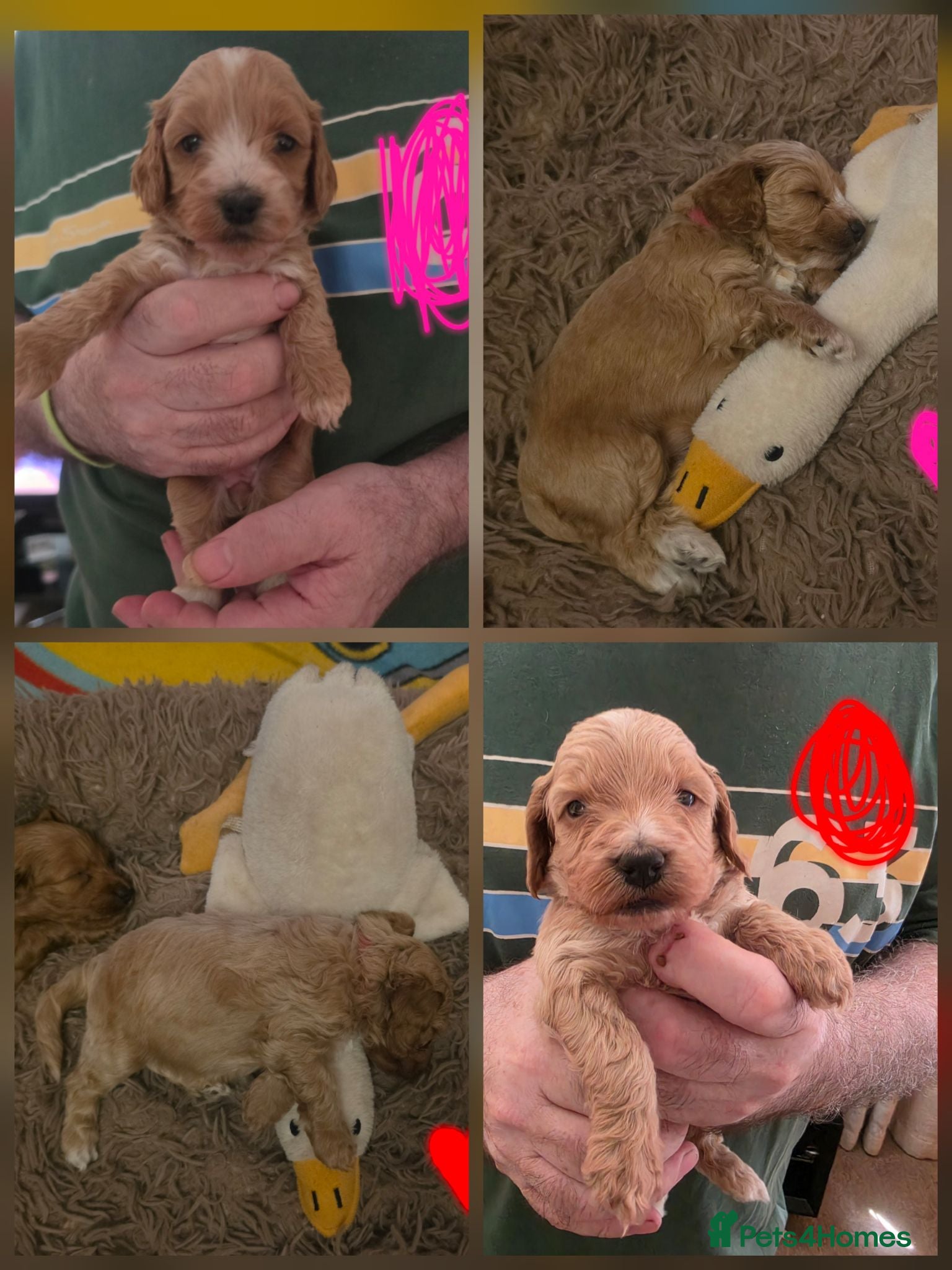 Cockapoo dogs Gorgeous F1 Cockapoo puppies  - Advert 18