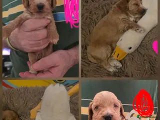 Cockapoo dogs Gorgeous F1 Cockapoo puppies - Advert 18