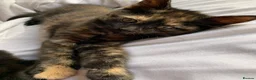 Turkish Angora cats for sale: Turkish Angoras x 2 left READY NOW - Advert 3