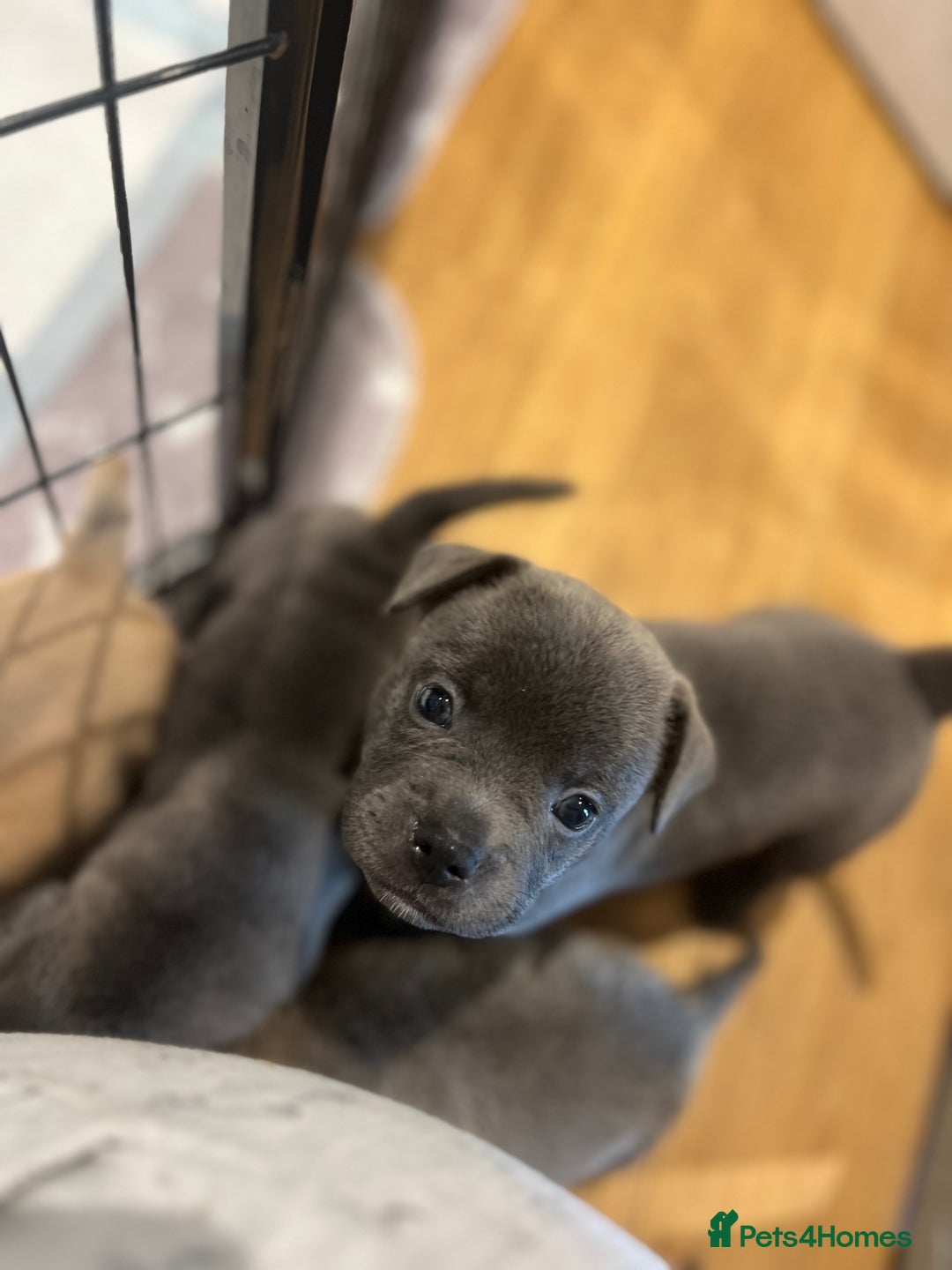 Mixed Breed dogs for sale: STUNNING UNIQUE PUPS 💙💗 - Image 5