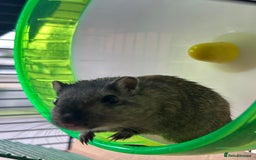 Gerbil rodents for sale: 2 Female Gerbils for rehoming.  - Image 3