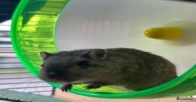 Gerbil rodents - Advert 1
