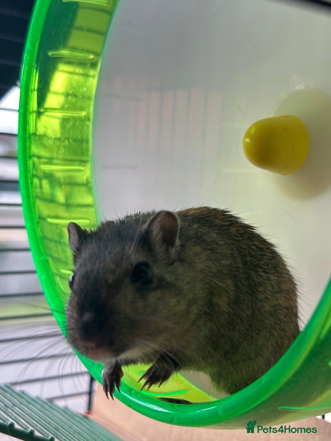 Gerbil rodents for sale: 2 Female Gerbils for rehoming.  - Image 3