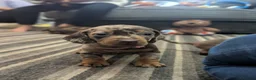 Dachshund dogs for sale: Gorgeous Smooth-Haired Dachshund Puppies - Advert 24