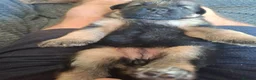 German Shepherd dogs for sale: 11 German shepherd puppies 6 boys 5 girls  in Sudbury - Advert 4