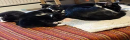 Mixed Breed cats for sale: Adorable kittens  - Advert 7