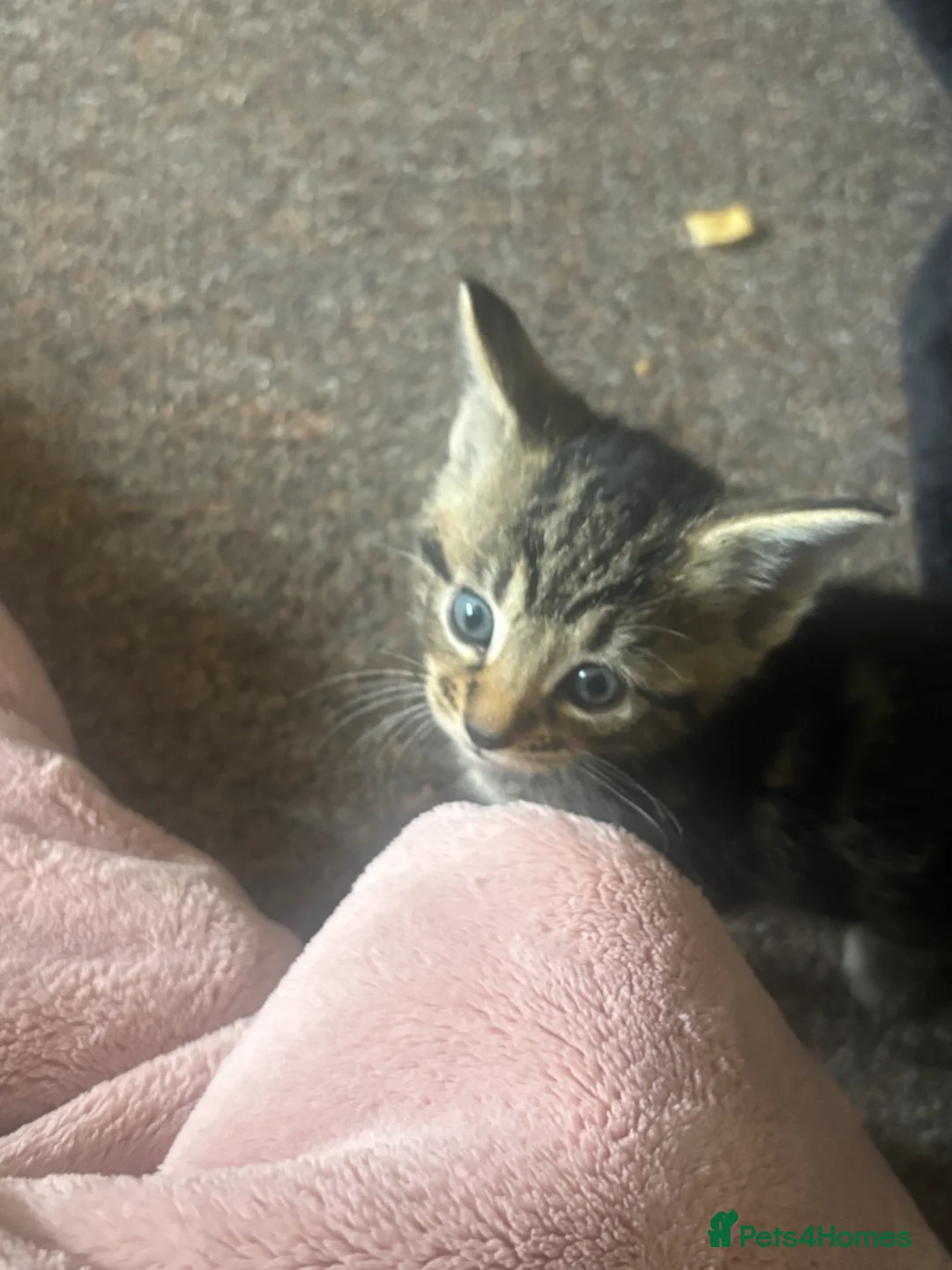 Mixed Breed cats for sale: Tabby kitten - Advert 19