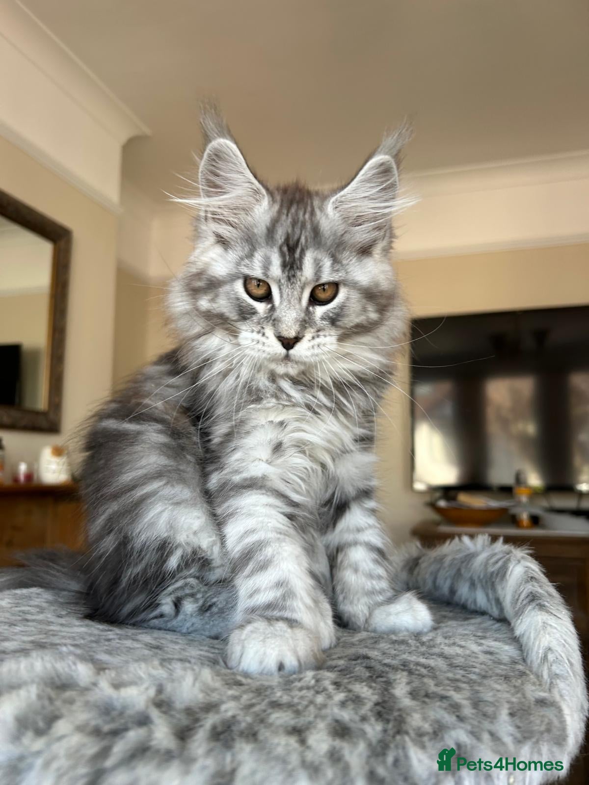 Maine Coon cats Pure Maine Coon kittens GCCF registered - Advert 2
