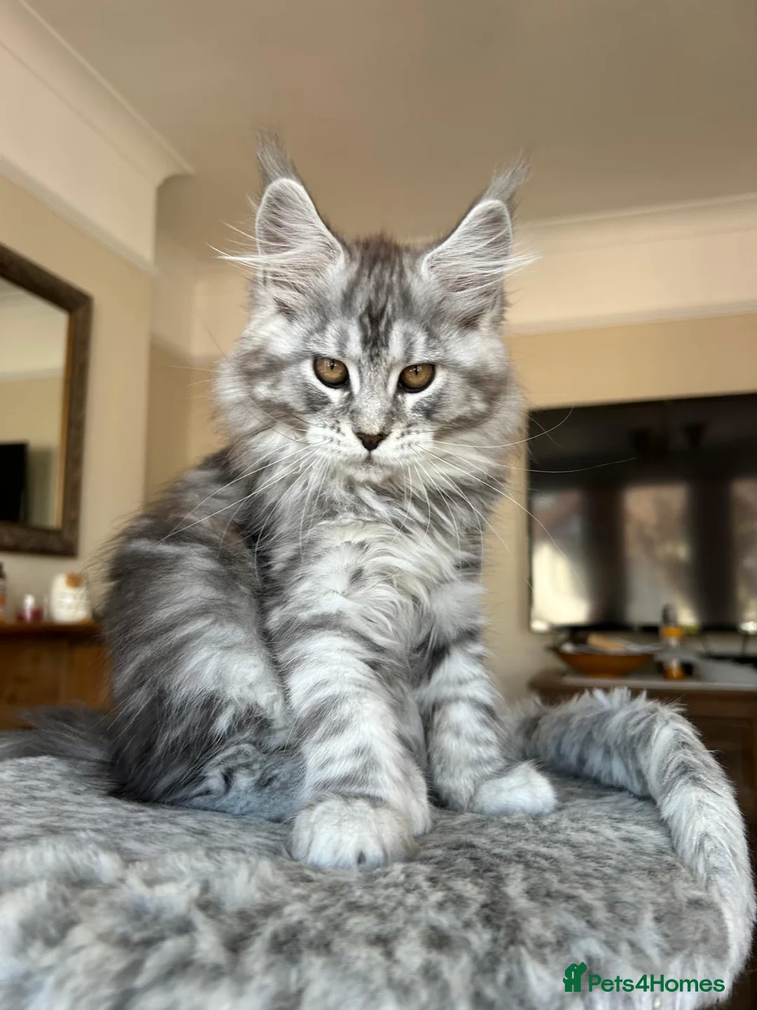 Maine Coon cats for sale: Pure Maine Coon kittens GCCF registered - Advert 1