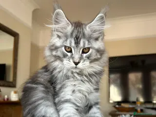 Maine Coon cats Pure Maine Coon kittens GCCF registered - Advert 2