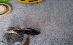 Bengal cats for sale: 2 girls  1 boy ready for a new home  - Image 5