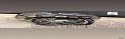 Python Snake reptiles for sale: Multiple Royal Pythons For Sale in Stamford - Advert 5