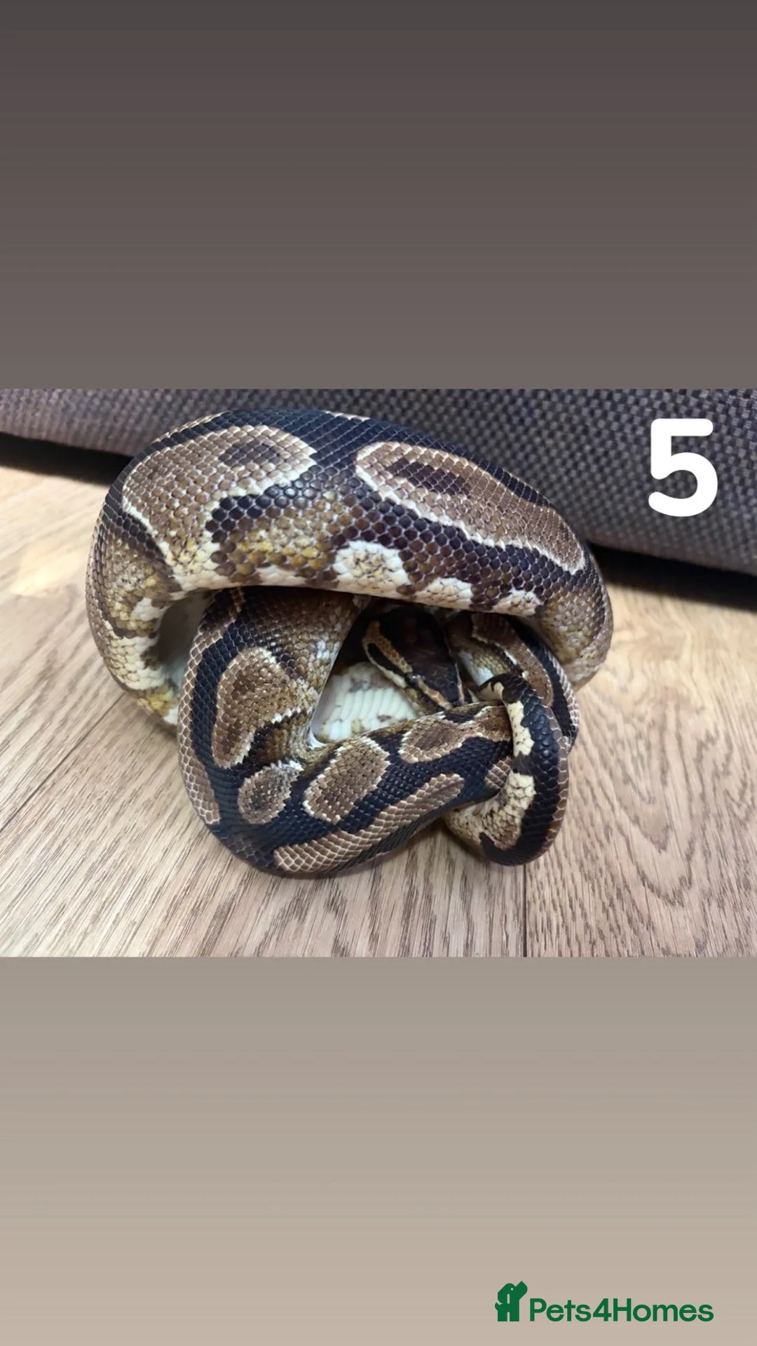 Python Snake reptiles for sale: Multiple Royal Pythons For Sale in Stamford - Advert 5