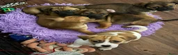 Jackshund dogs for sale: JACKSHUND PUPS  - Advert 1