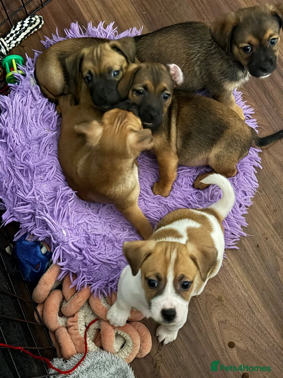 Jackshund dogs for sale: JACKSHUND PUPS  - Advert 1
