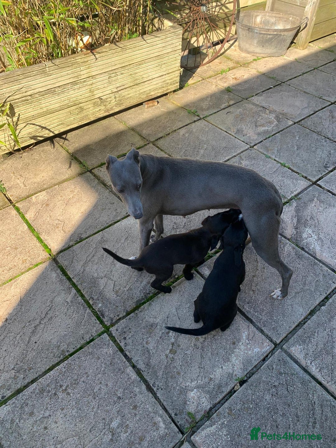 Mixed Breed dogs for sale: Bedlington x whippet - Image 5