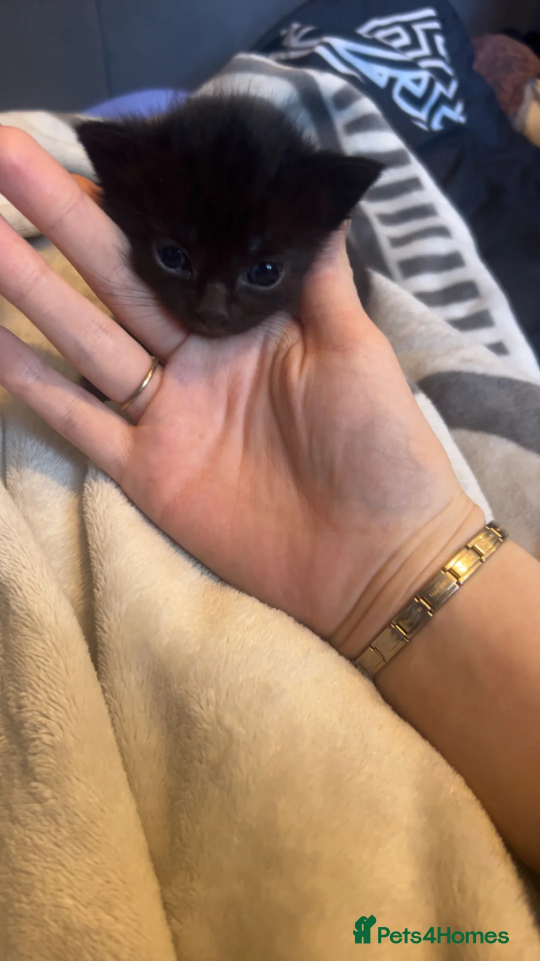 Mixed Breed cats for sale: 2 lovely little kittens  - Advert 3