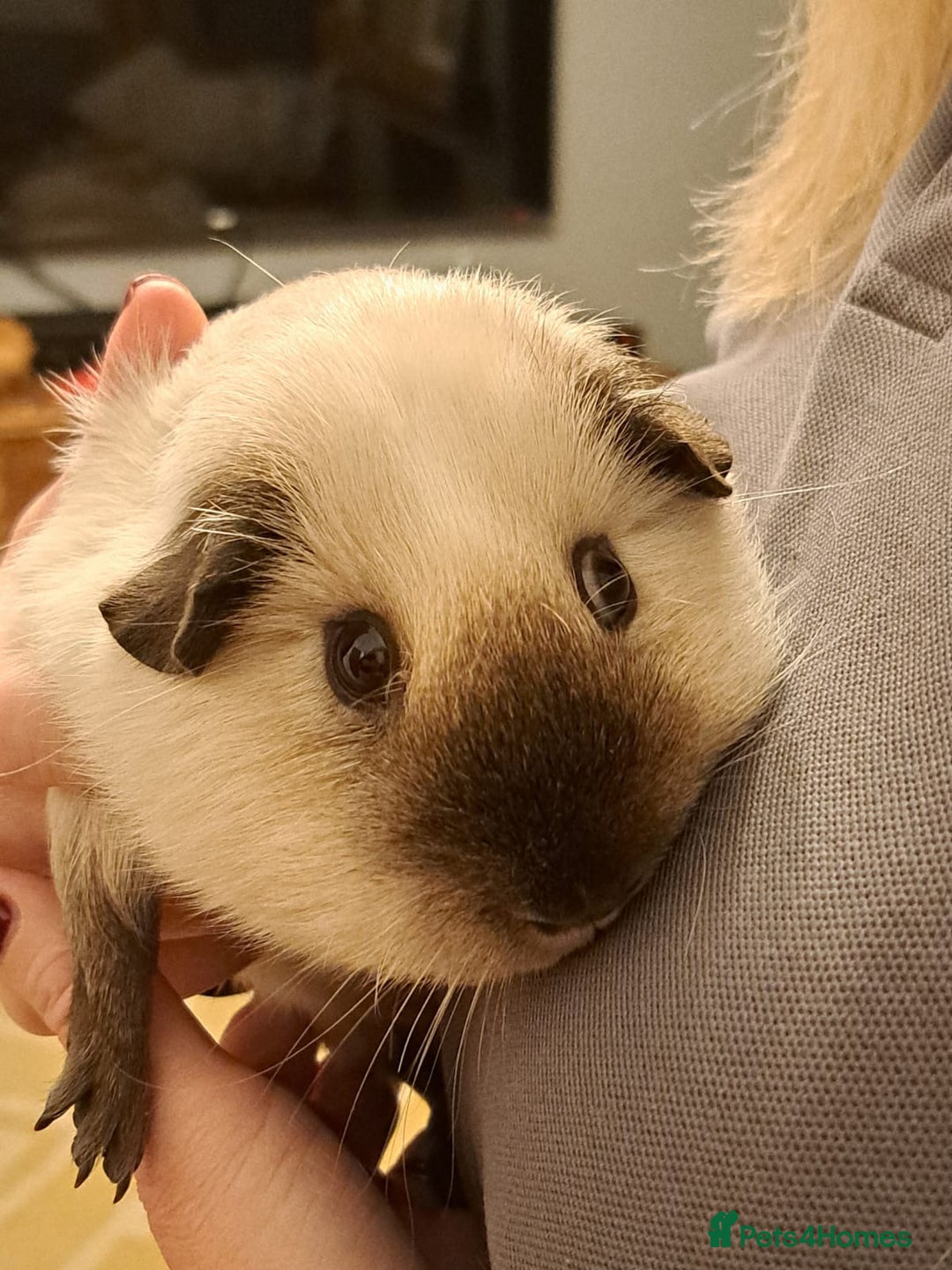 Guinea Pig rodents for sale: Two Female baby Californian point guineas - Image 10