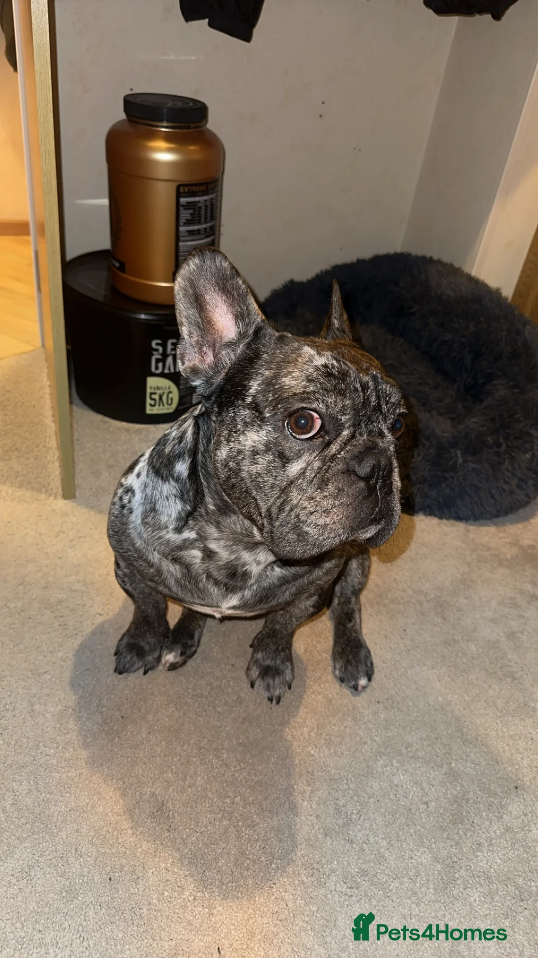 French Bulldog dogs for stud: 98% pure breed frenchie for stud  - Advert 2