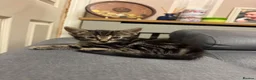 Mixed Breed cats for sale: Beautiful kittens  - Advert 9
