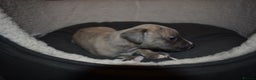 Whippet dogs for sale: Beautiful Pedigree Whippet Puppies - Advert 4