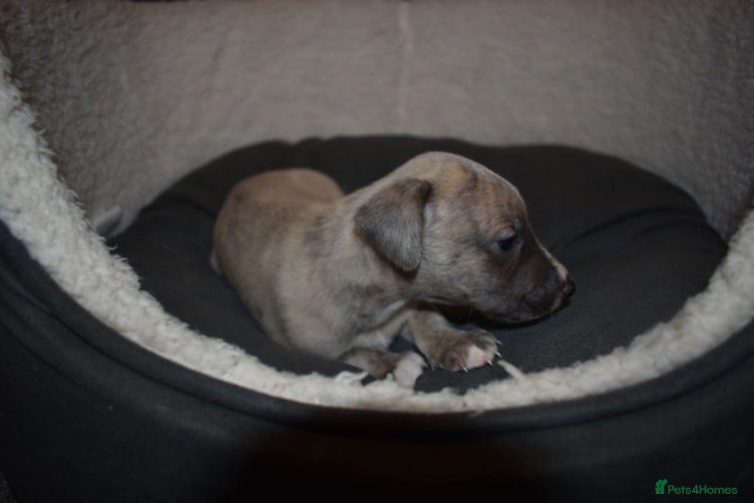 Whippet dogs for sale: Beautiful Pedigree Whippet Puppies - Advert 4