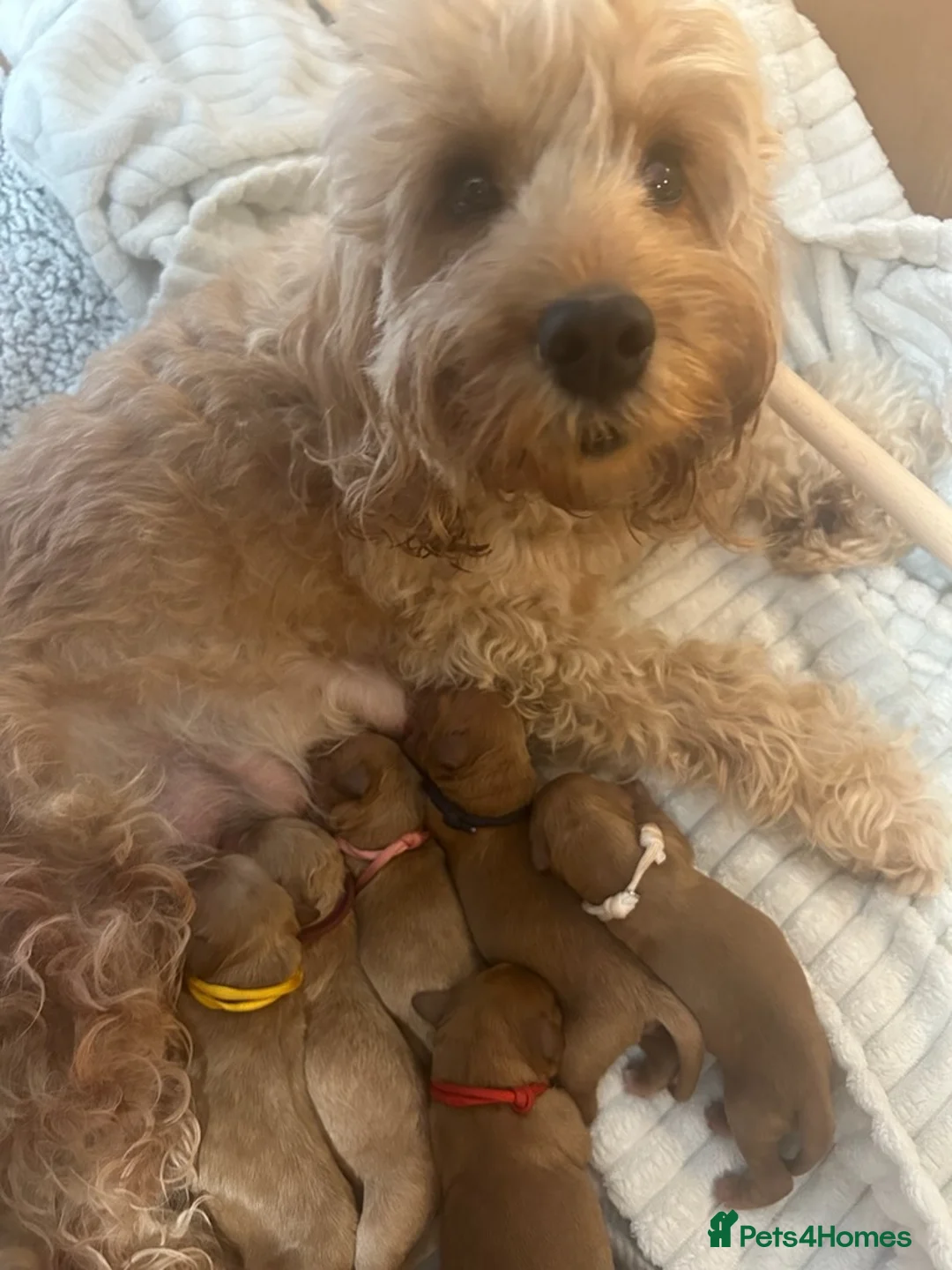 Cockapoo dogs for stud: Lovely proven F1 cockapoo for stud -Health Checked in Lanark - Advert 15