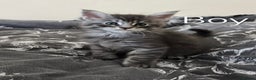 Maine Coon cats for sale: 4 Maine coon boys. - Advert 2
