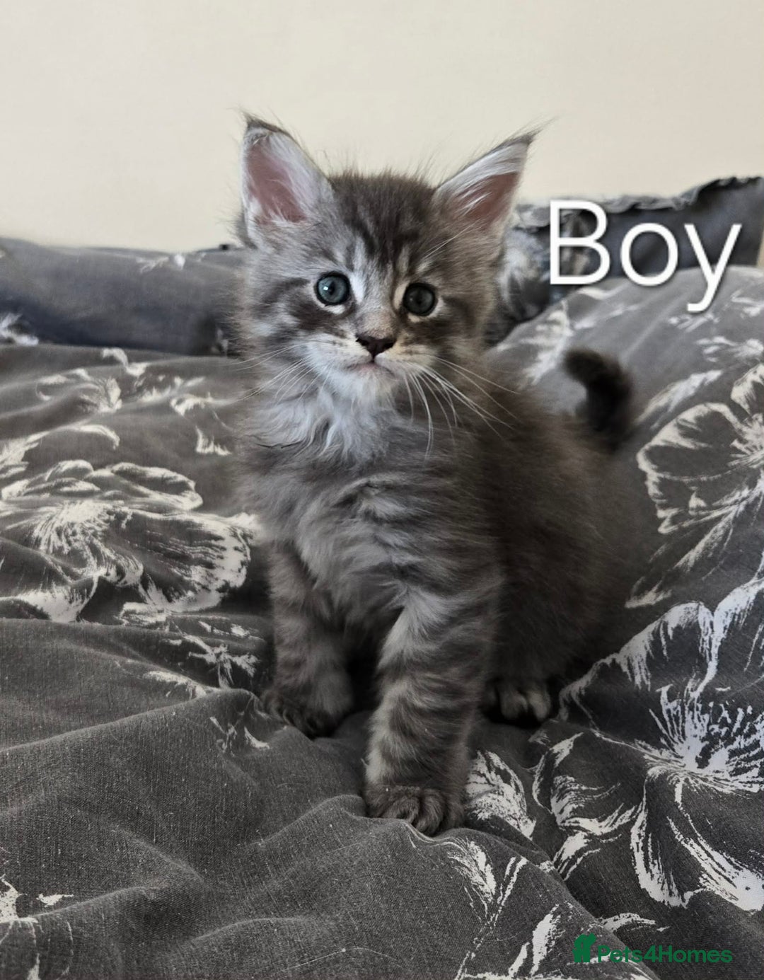 Maine Coon cats for sale: 4 Maine coon boys. - Advert 2