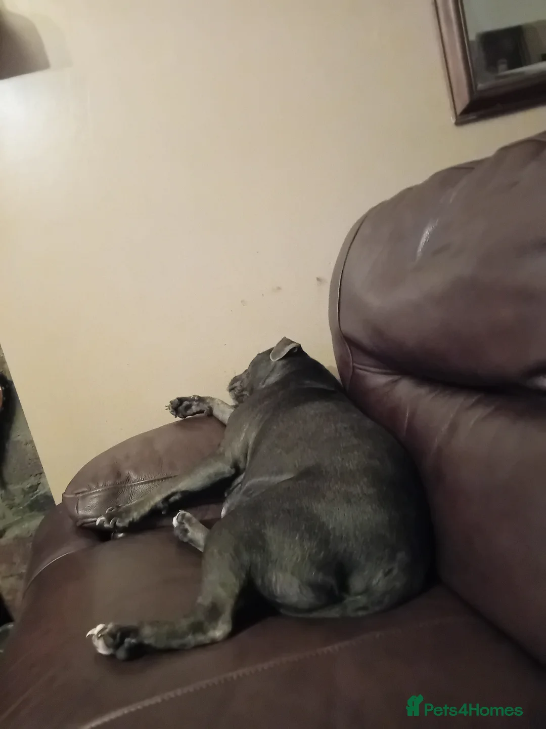 Staffordshire Bull Terrier dogs for sale: KC reg blue Staffordshire bull terrior  - Advert 16