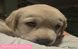 Labrador Retriever dogs for sale: Labrador Puppies for sale pedigree  - Image 10