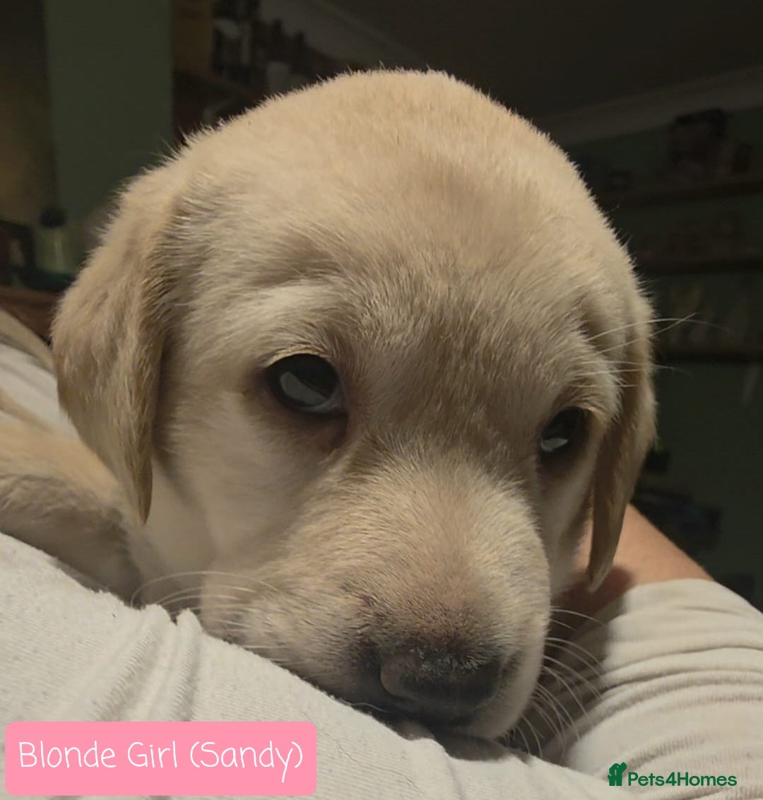 Labrador Retriever dogs for sale: Labrador Puppies for sale pedigree  - Image 10