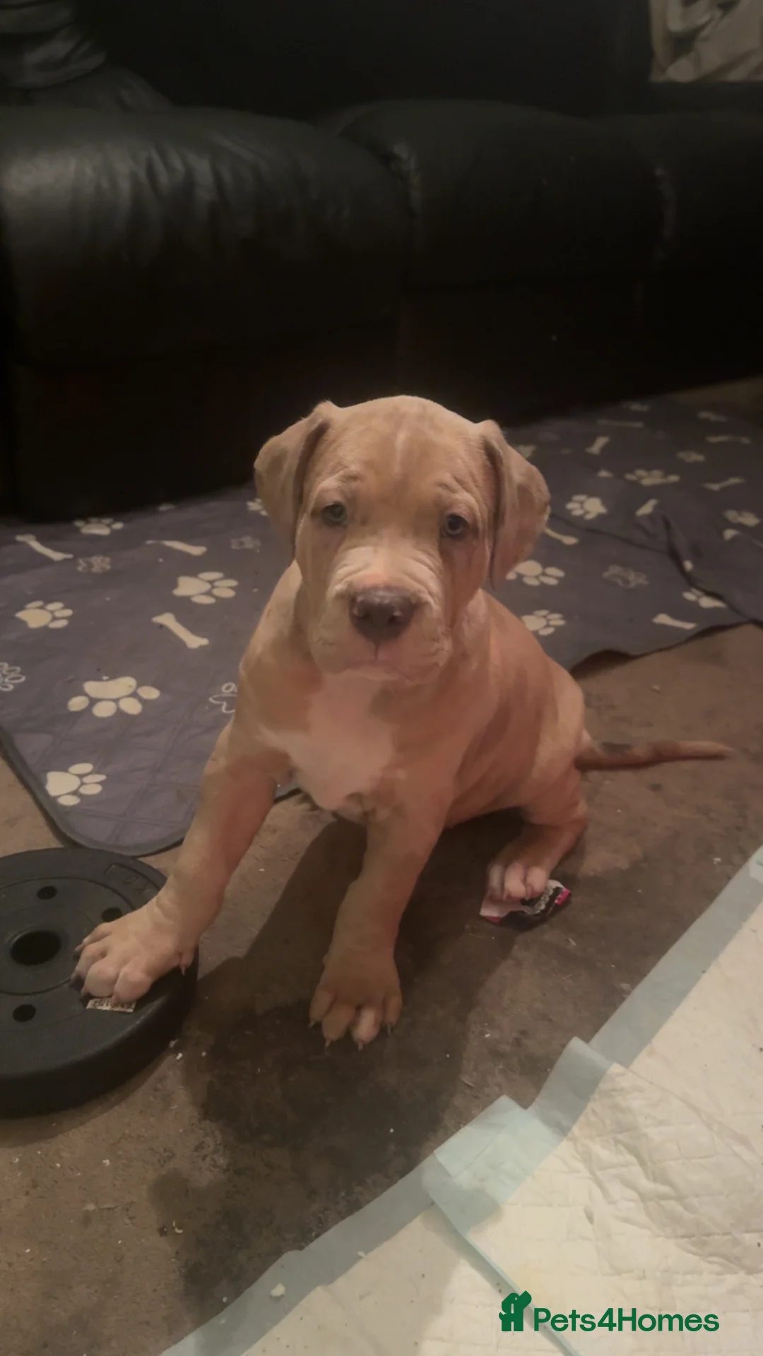 Mixed Breed dogs for sale:  Large Bully-Type Puppies – Ready Soon - Advert 3