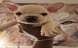 French Bulldog dogs for sale: Beautiful frenchie puppies looking to be homed  - Image 5