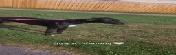 Mixed Breed dogs for sale: LOVING HOME WANTED LURCHER X  in Barnard Castle - Advert 2