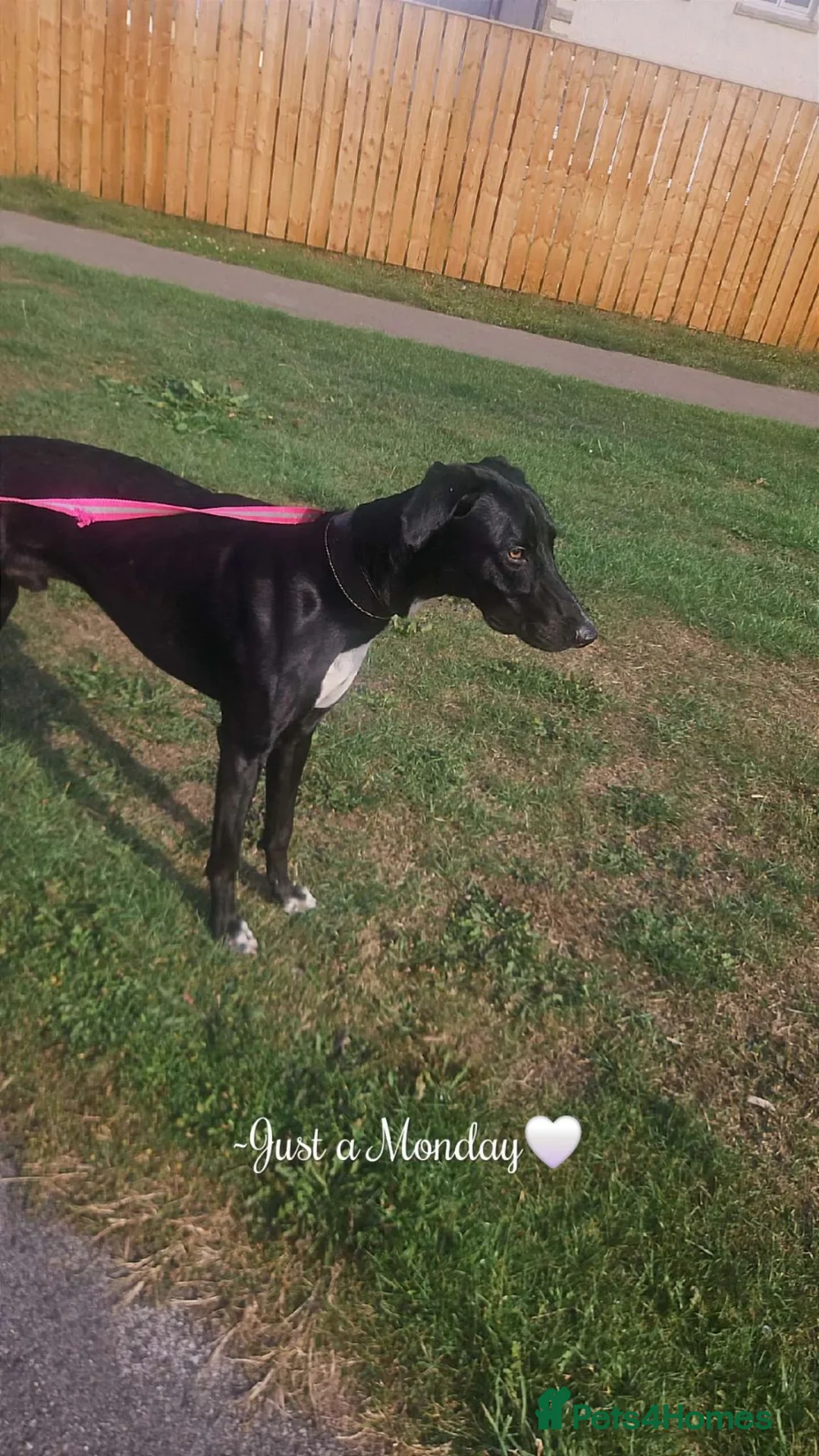 Mixed Breed dogs for sale: LOVING HOME WANTED LURCHER X  in Barnard Castle - Advert 2