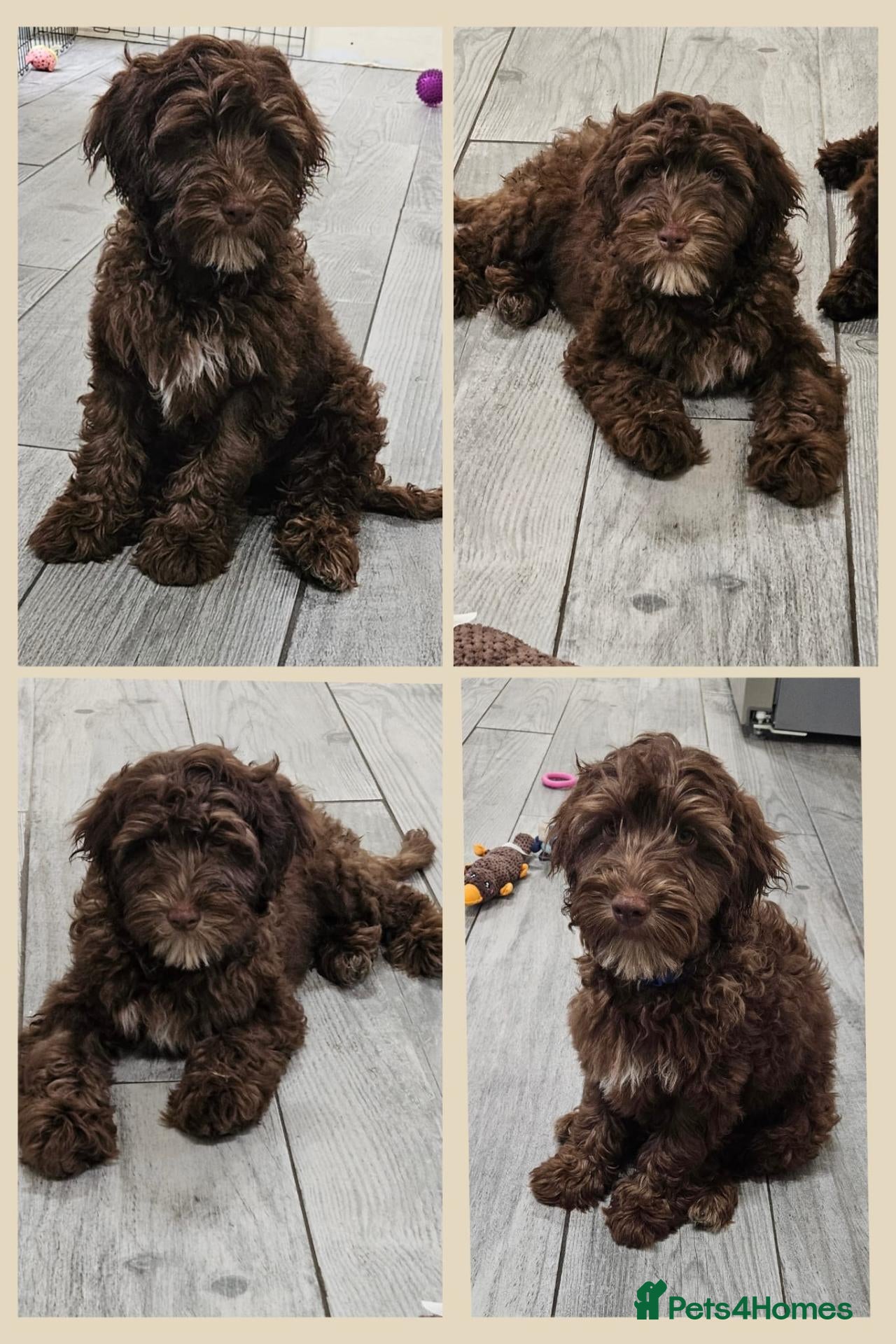 Cockapoo dogs LYNJONBORNS BEAUTIFUL COCKAP00 PUPPYS - Advert 2