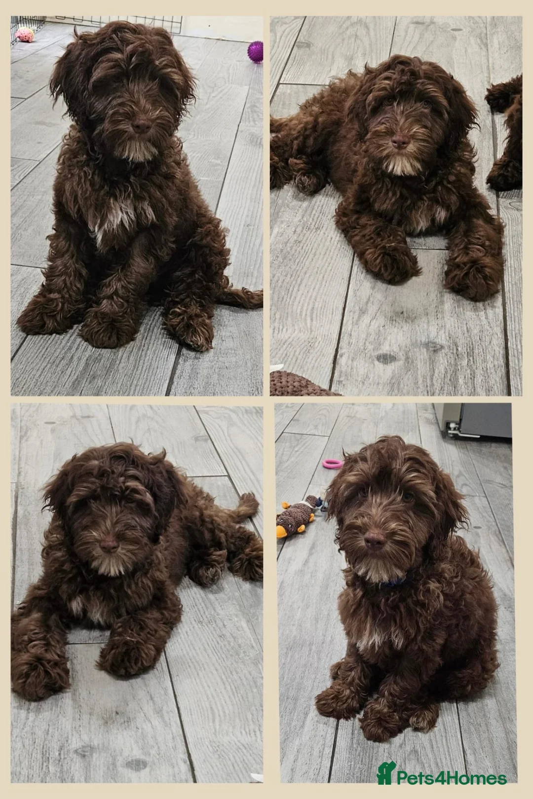 Cockapoo dogs for sale: LYNJONBORNS BEAUTIFUL COCKAP00 PUPPYS - Advert 2