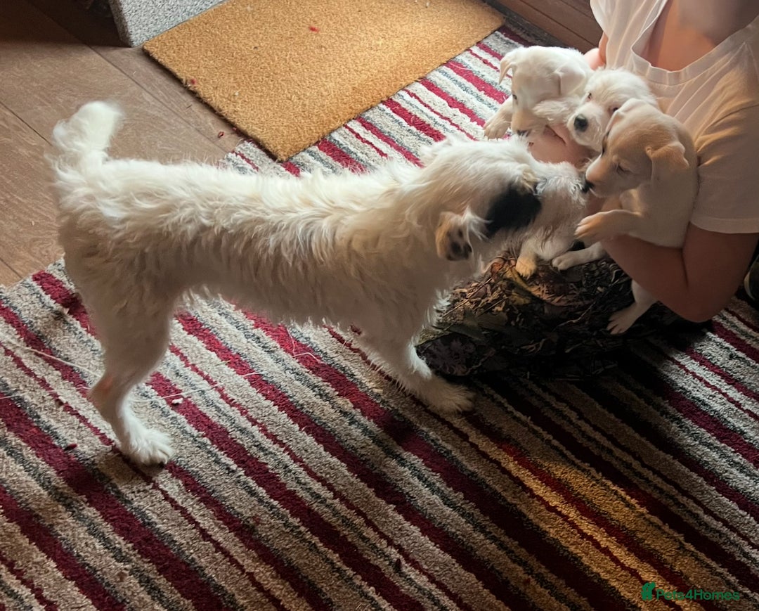 Parson Russell dogs for sale: Parson terrier pups  - Image 5