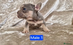 French Bulldog dogs for sale: French Bulldog Puppies  - Image 1