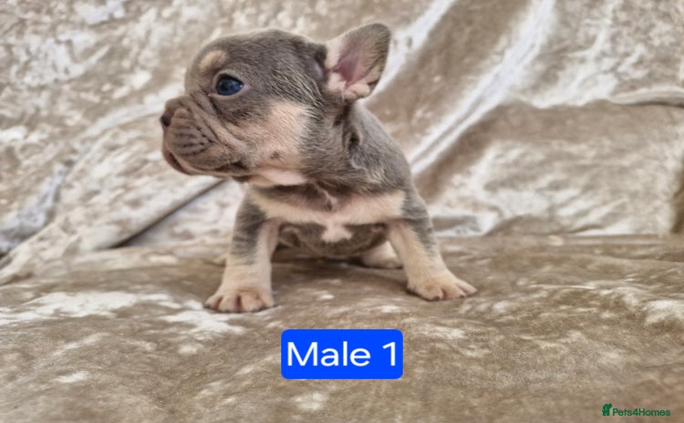 French Bulldog dogs - Advert 2