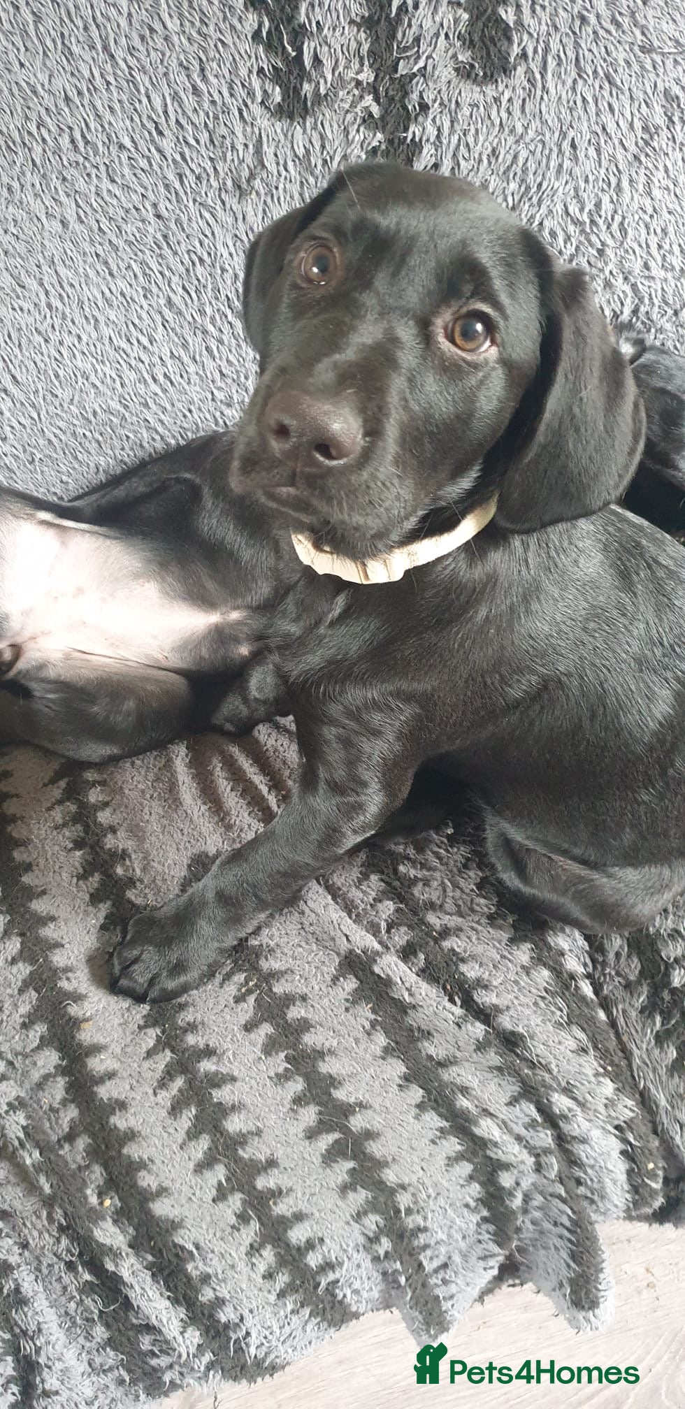 Mixed Breed dogs Black Lab x Pointer Puppies *ONLY 2 GIRLS LEFT* - Advert 1