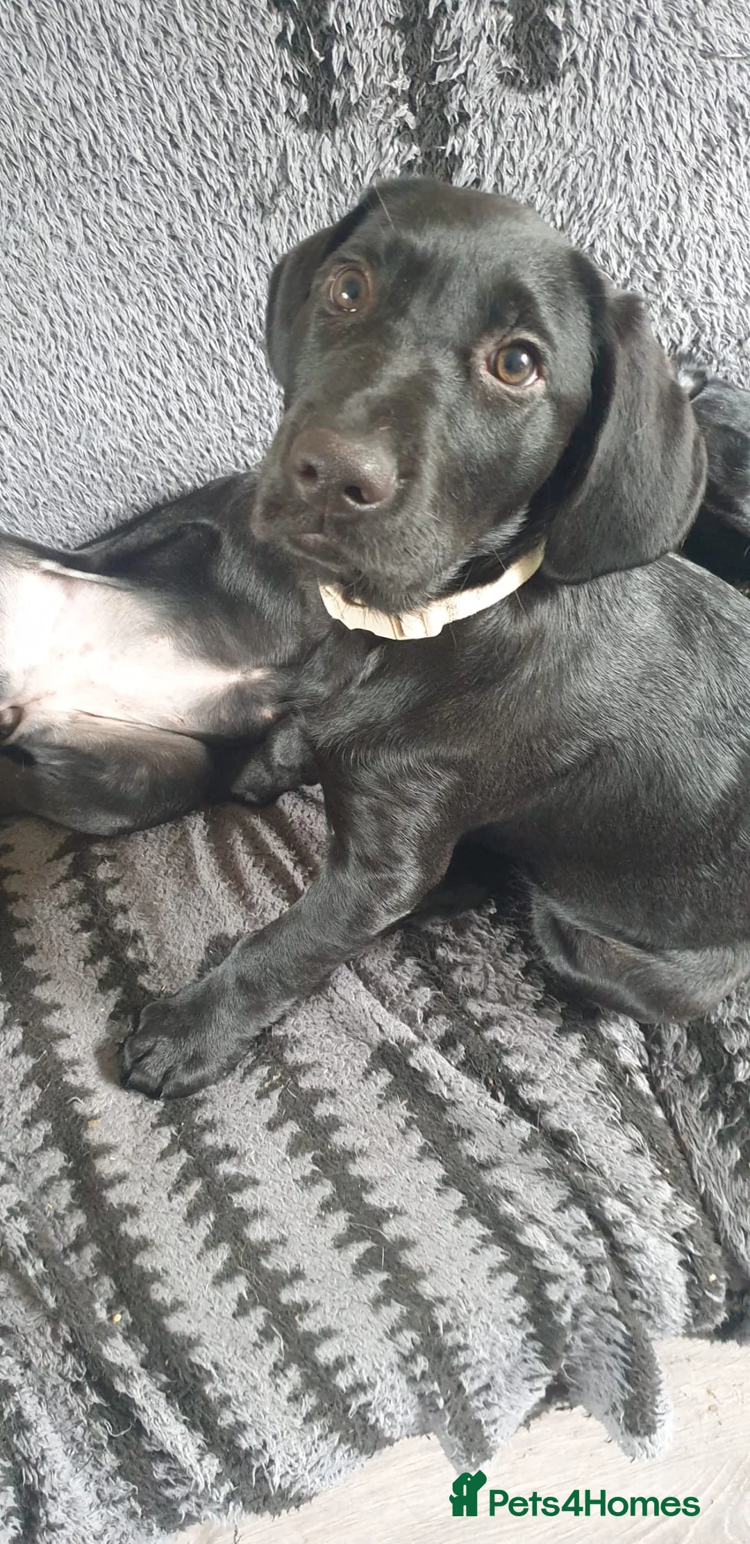 Mixed Breed dogs for sale: Black Lab x Pointer Puppies *ONLY 2 GIRLS LEFT* - Advert 1