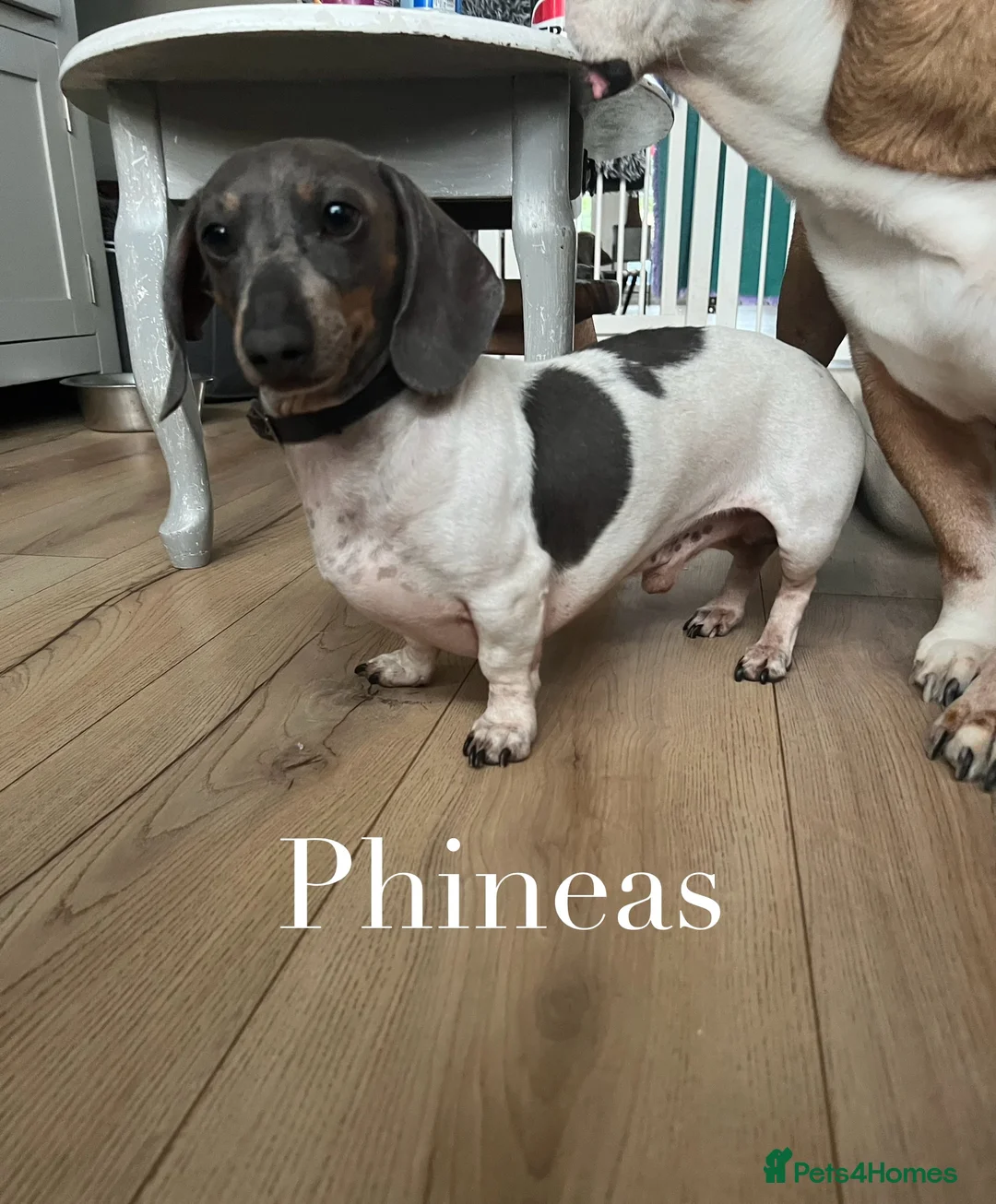 Miniature Dachshund dogs for stud: Tiny Piebald Stud with Free Ovulation Testing  in Stockton-on-Tees - Advert 2